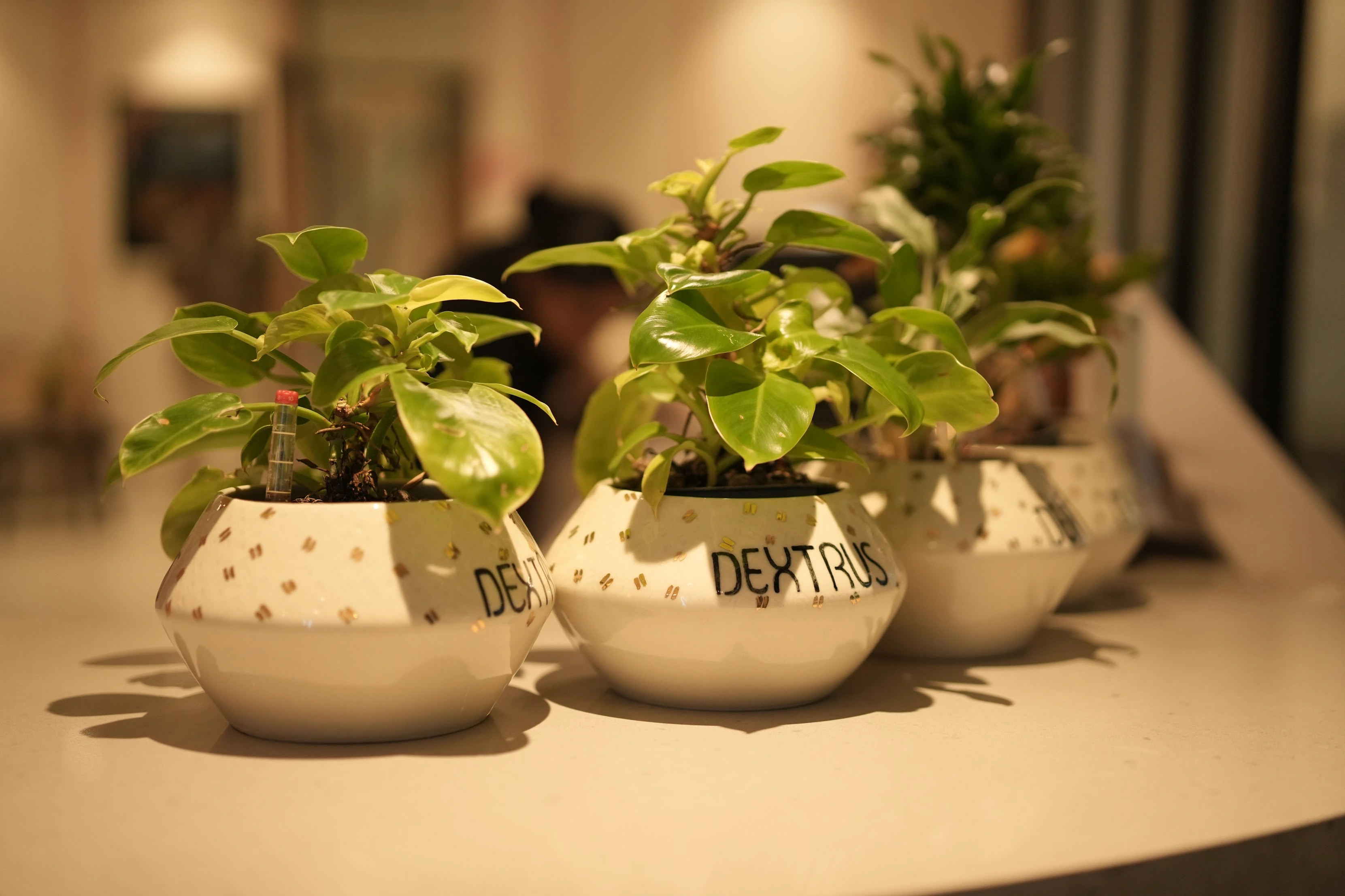 plants