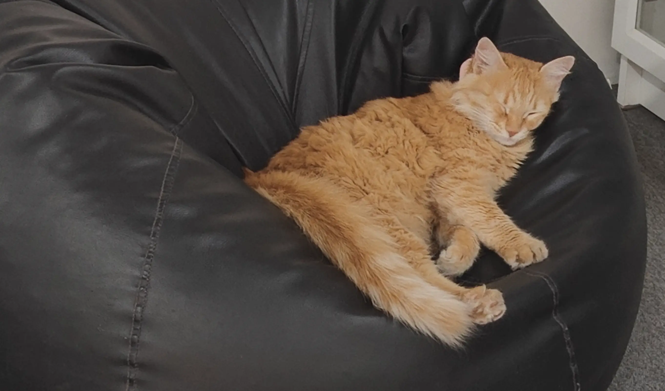 junmi-the-cat